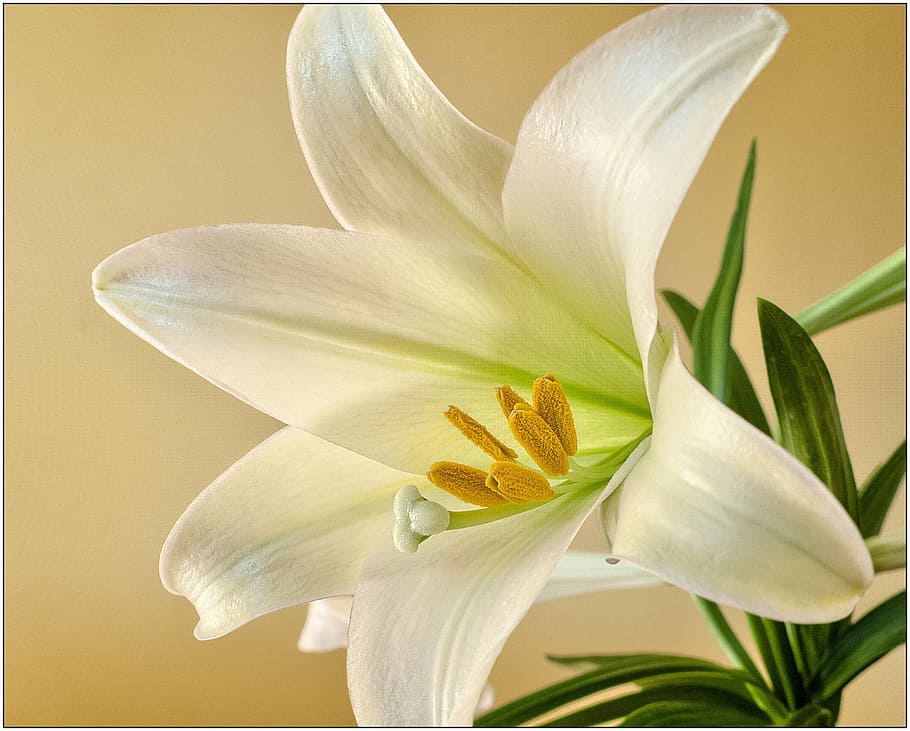 white lily in close up photography, easter, flower, spring HD wallpaper