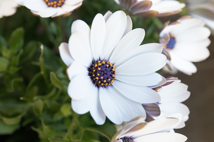 Flower, White, Blossom, Bloom, Nature, white flower, spring HD wallpaper