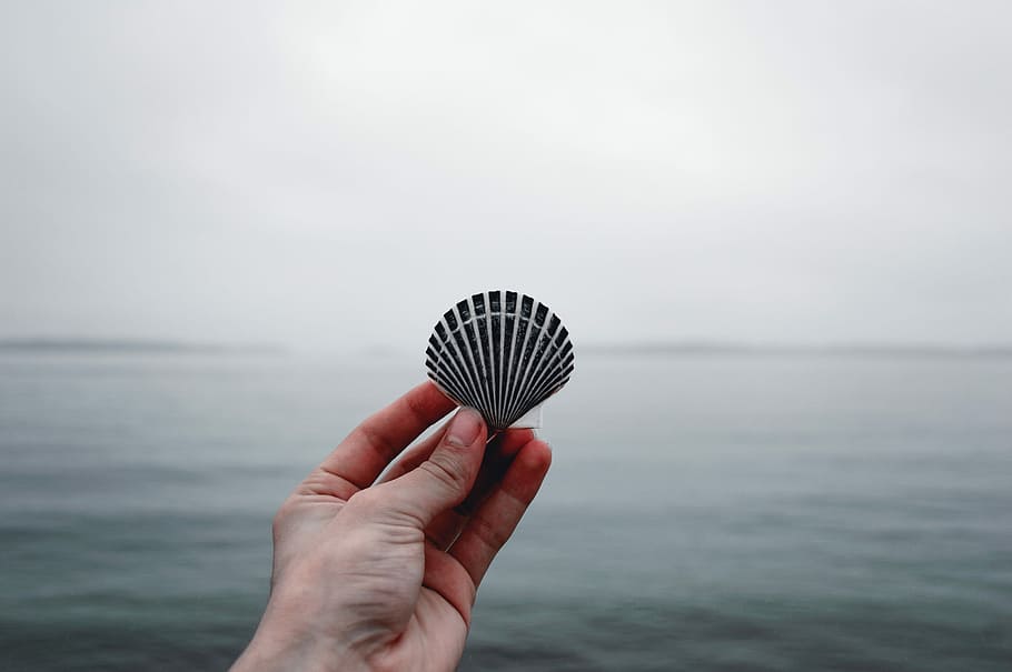 person holding black seashell, person holding clamshell, pattern HD wallpaper