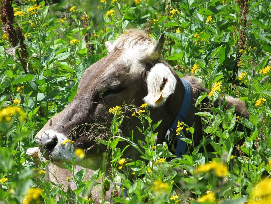 cow, austria, flowers, animal, animal themes, mammal, plant HD wallpaper