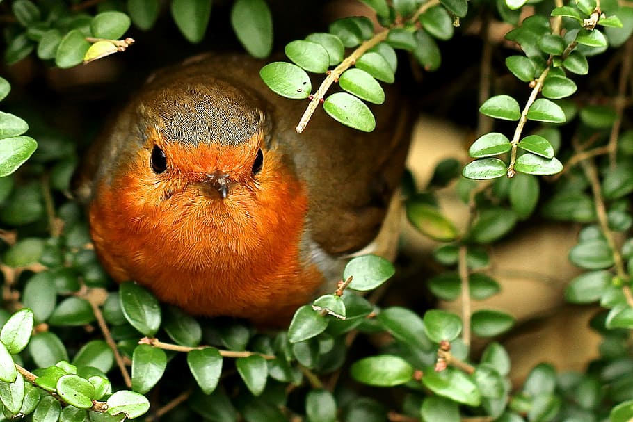 brown and orange bird perched on green plant during daytime, red and brown finch HD wallpaper