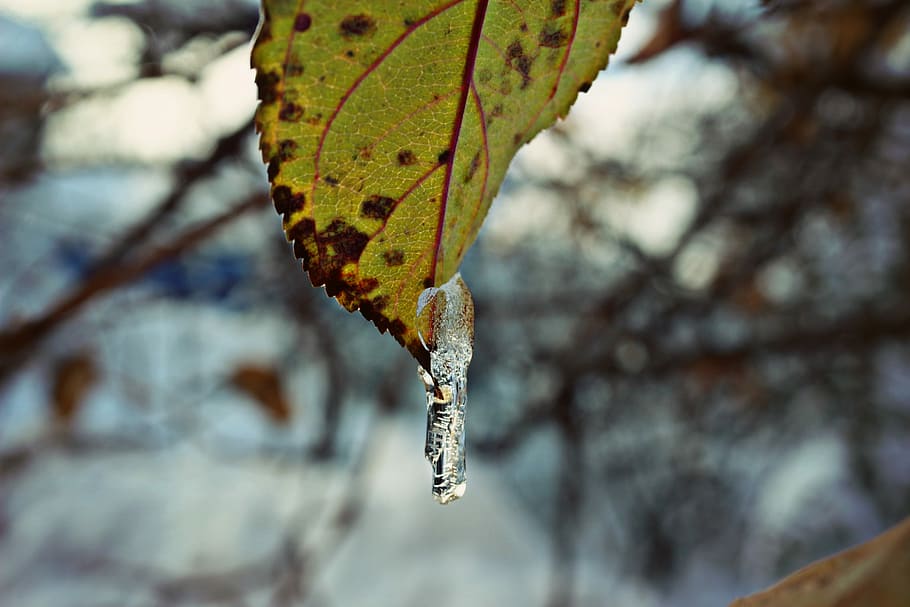 Leaf, Winter, Ice, Snow, Branch, Yellow, water, piece of wood HD wallpaper