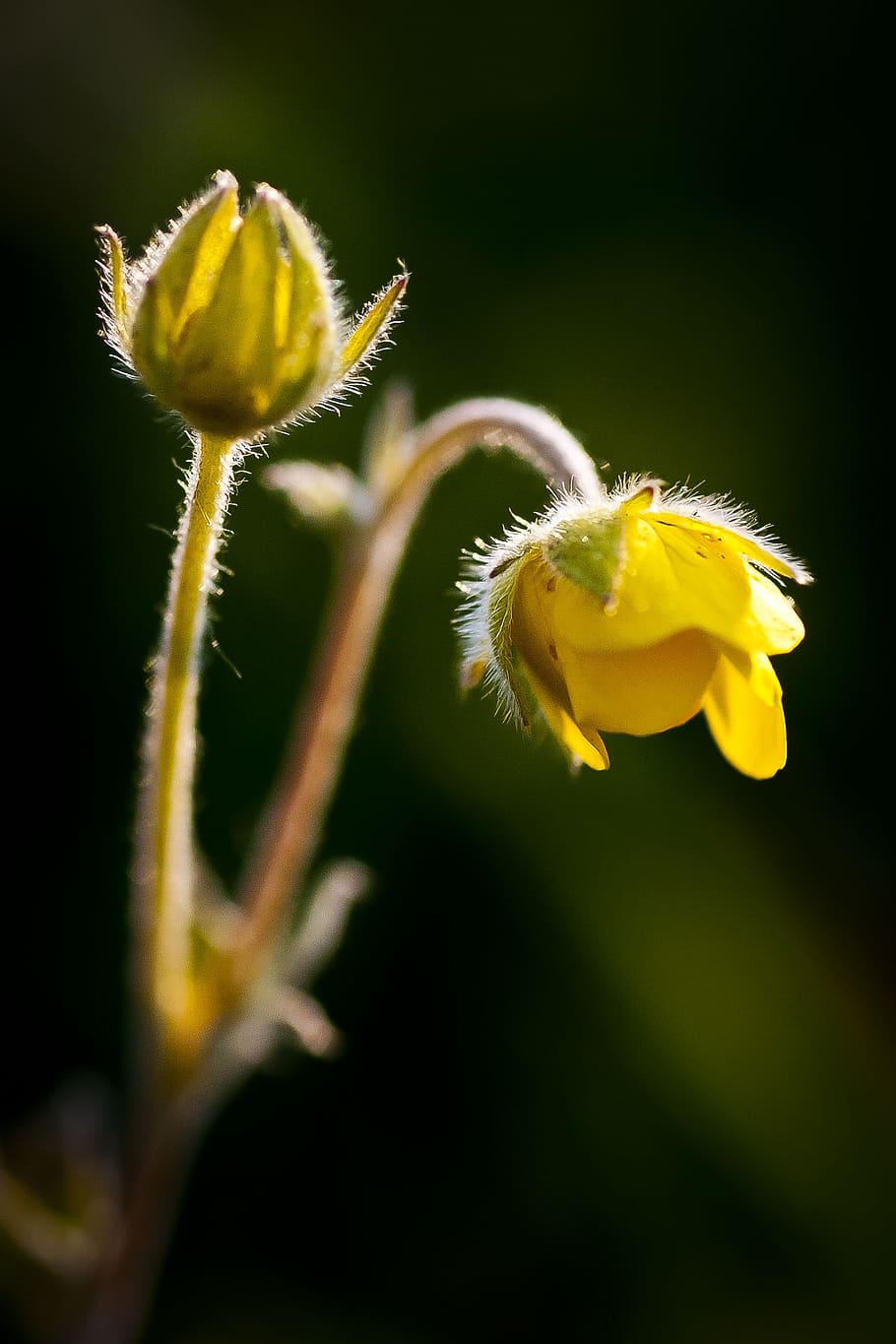 flower, macro, yellow, flowering plant, vulnerability, fragility HD wallpaper