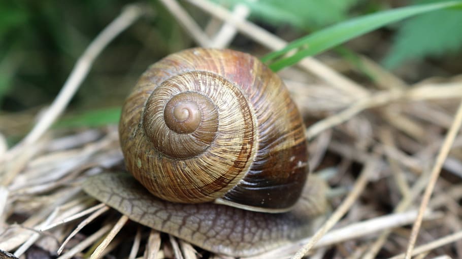 worm, animal, green, foliage, nature, outside, park, tree, forest HD wallpaper
