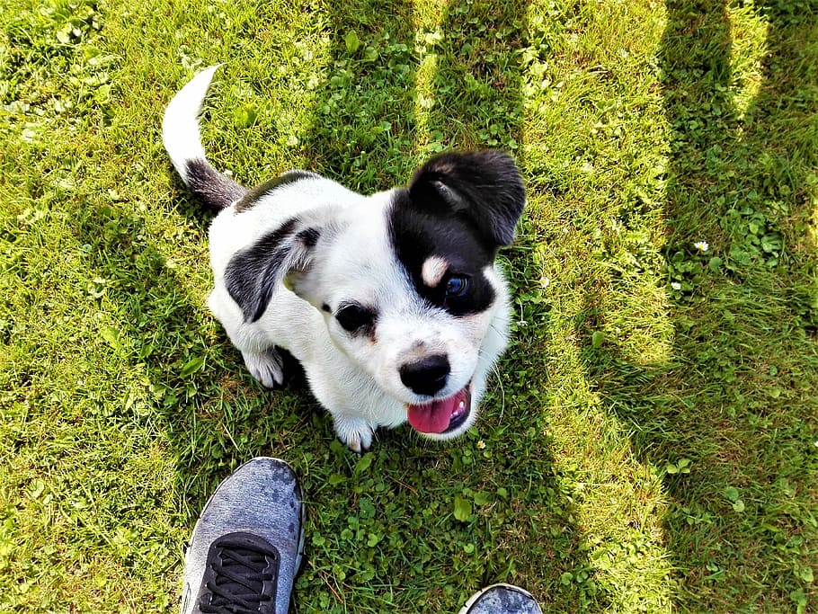 Puppy, Grass, Black And White, already, dog, pets, animal themes HD wallpaper