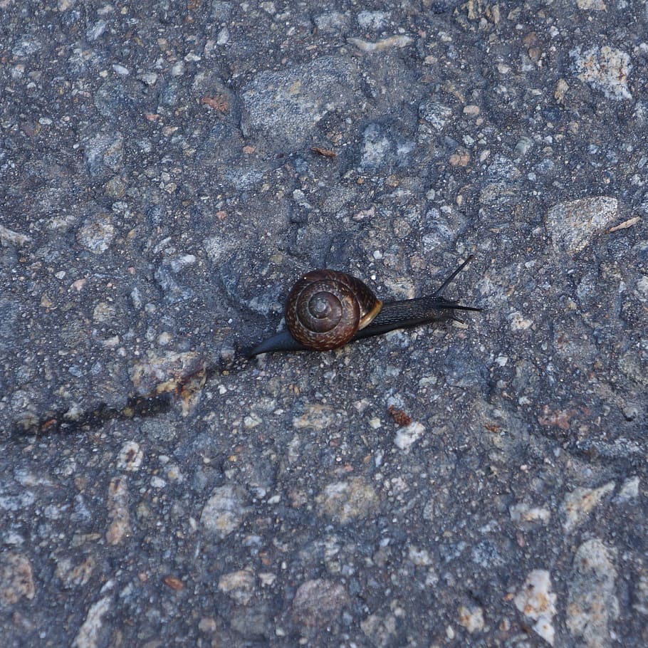 conch, snail, mollusc, slow, animal wildlife, one animal, animal themes HD wallpaper