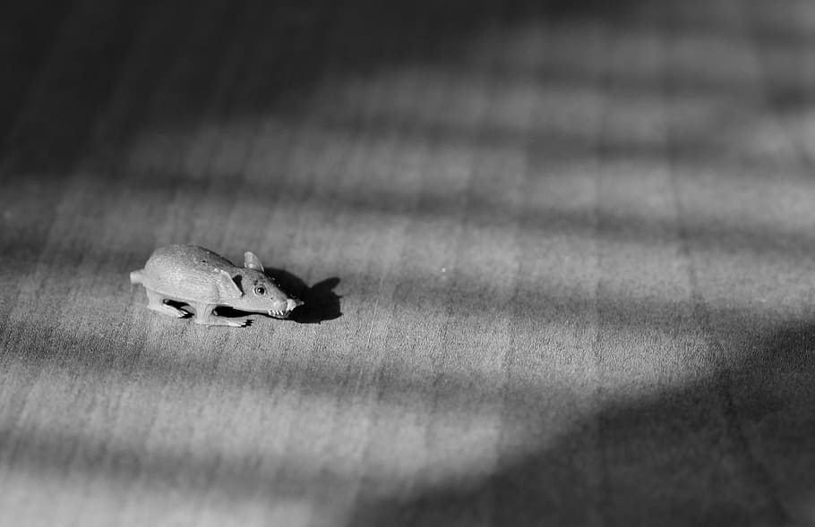 Mouse, Small, Gray, Toy, Light, Shadow, toys, close-up, nature HD wallpaper