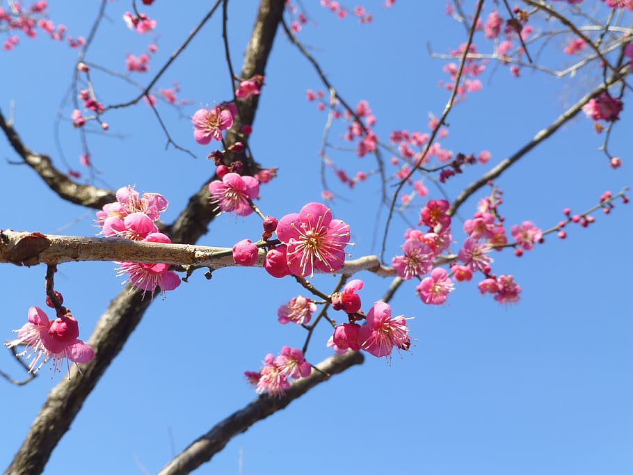 branch, tree, cherry, flower, growth, plum, blooming, nature HD wallpaper