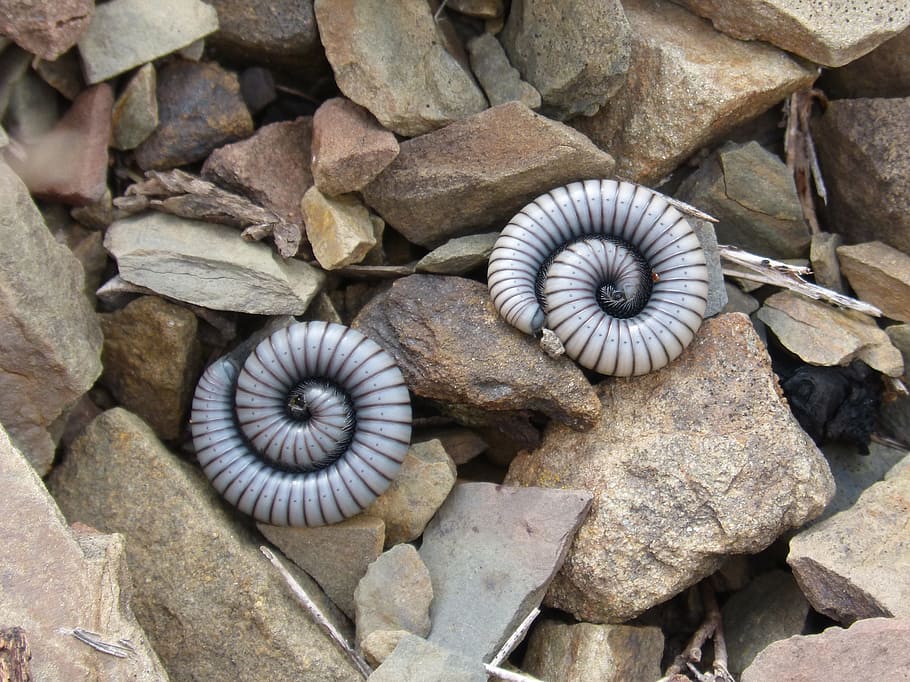 two white worms on rocks, millipede, centipede, spiral, ommatoiulus rutilans