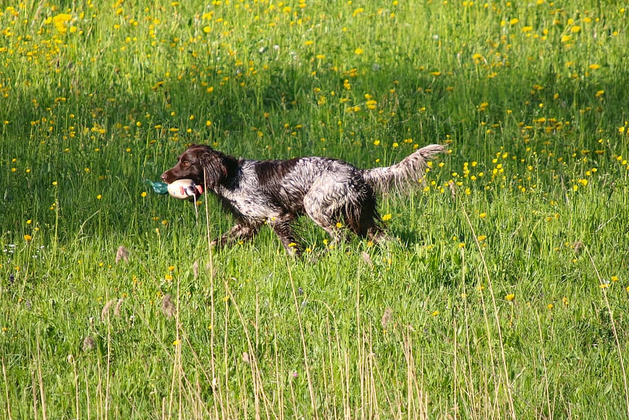 meadow, dog, retrieve, plastic duck, dog training, animal, one animal HD wallpaper