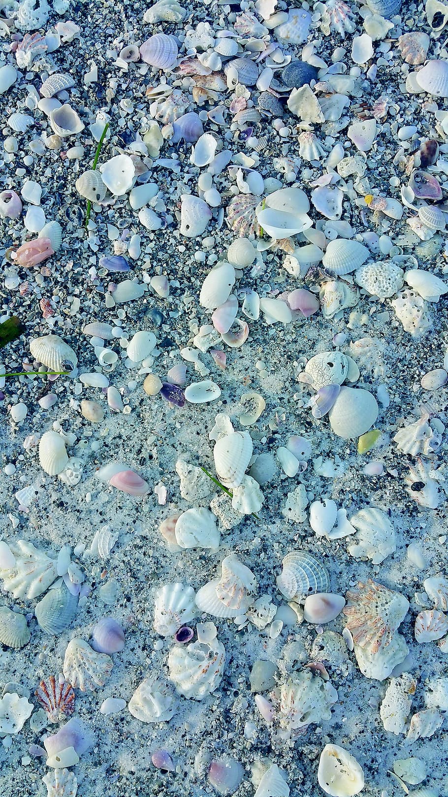 shells, sea shells, ocean, nature, marine, seashell, tropical HD wallpaper