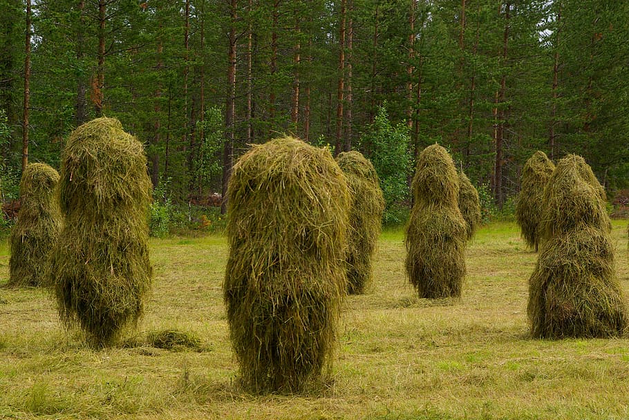 haystacks, breeding, farm, plant, tree, land, nature, growth HD wallpaper