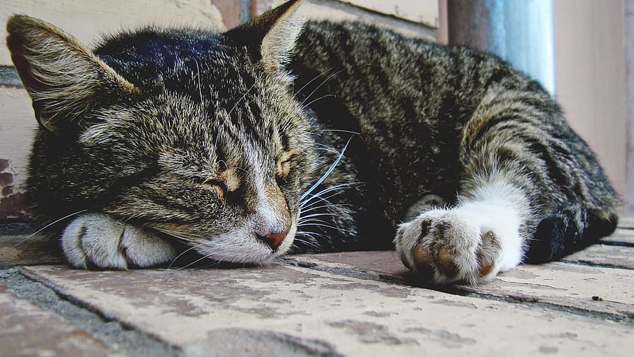 cat, vacation, tranquility, mammal, domestic, pets, animal themes HD wallpaper