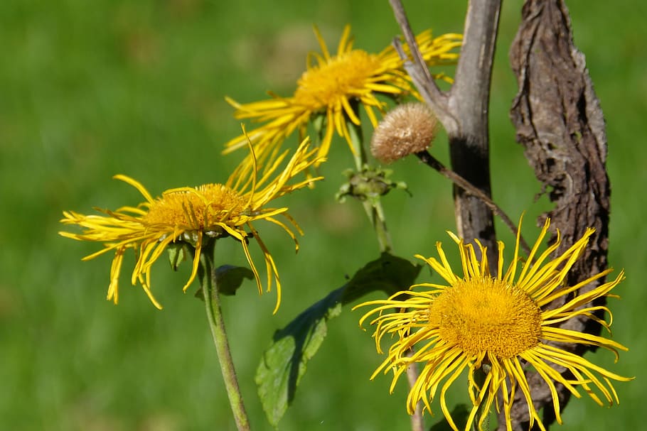inula, composites, blossom, bloom, seeds was, flower, yellow HD wallpaper