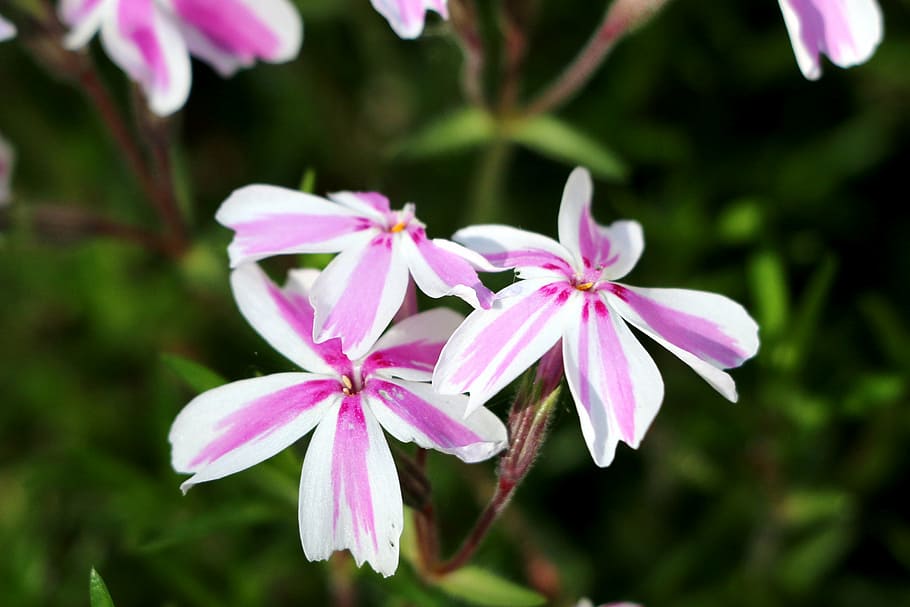 phlox, flower, spring, flowering plant, fragility, vulnerability HD wallpaper