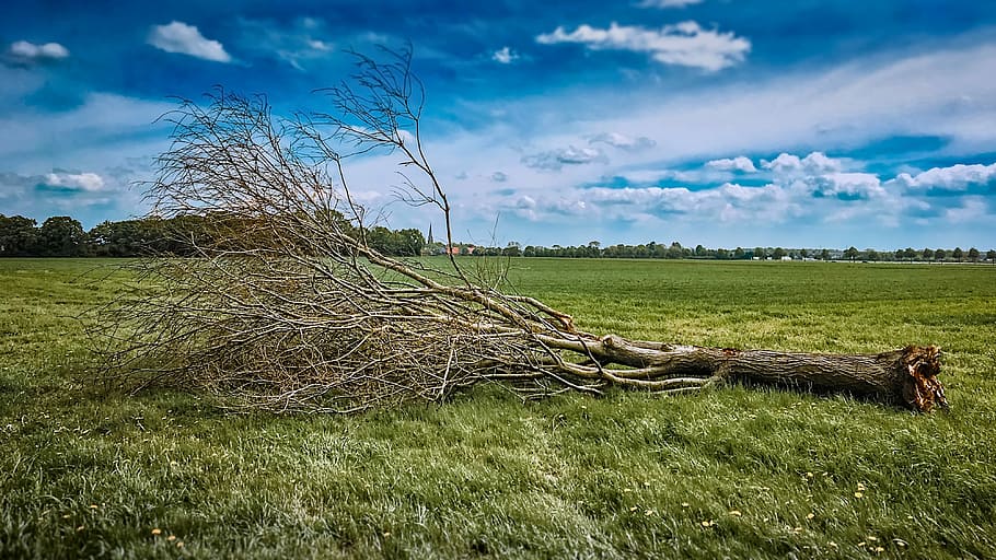 cut tree, nature, landscape, grass, sky, panoramic, meadow HD wallpaper