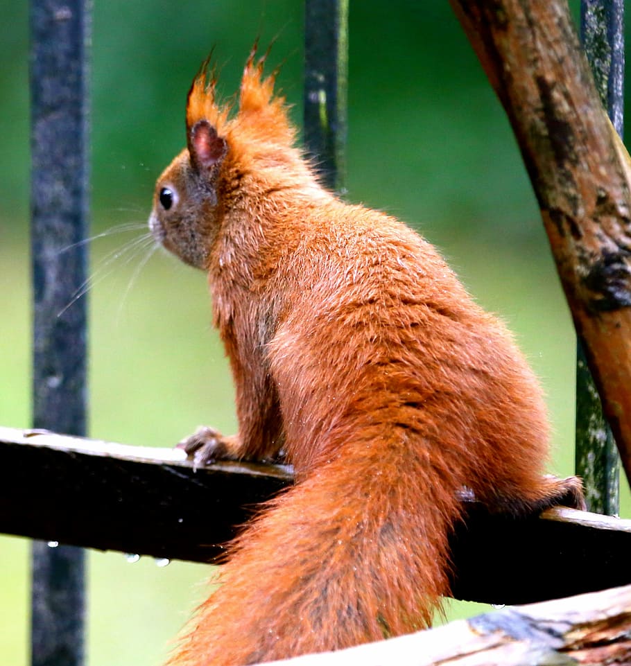 animal, squirrel, nature, creature, mammal, wildlife, rodent HD wallpaper