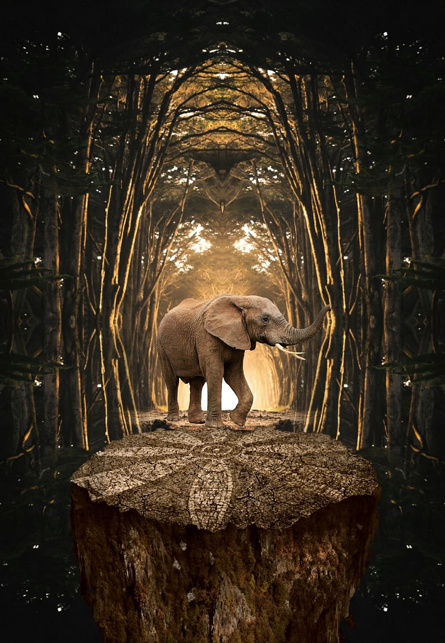 Elephant rock 1080P, 2K, 4K, 5K HD wallpapers free download | Wallpaper  Flare