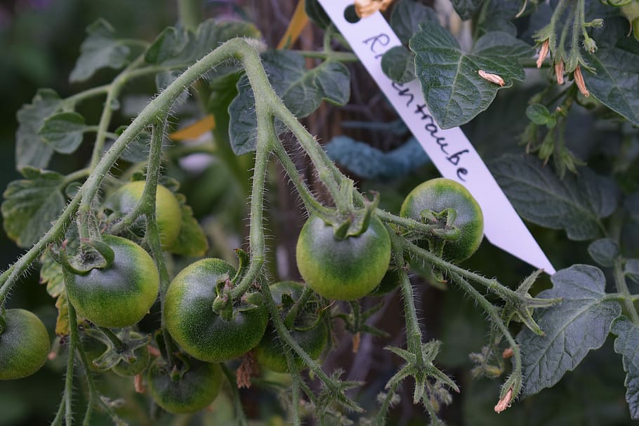 tomato, tomatoes, cultivation, vegetables, organic, green, garden HD wallpaper