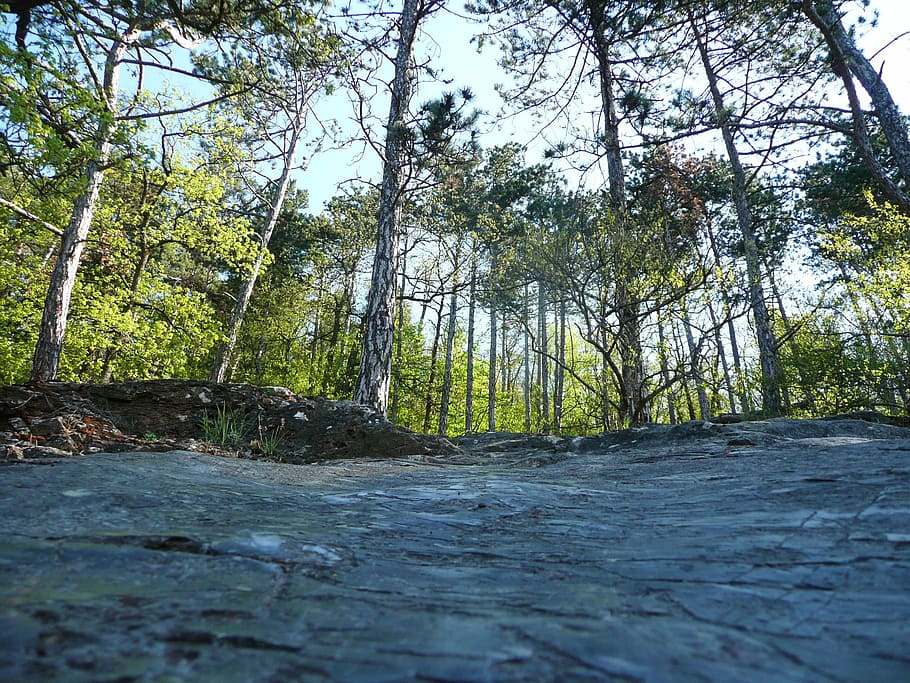 Rock, Forest, Trees, Scenery, Nature, landscape, countryside HD wallpaper