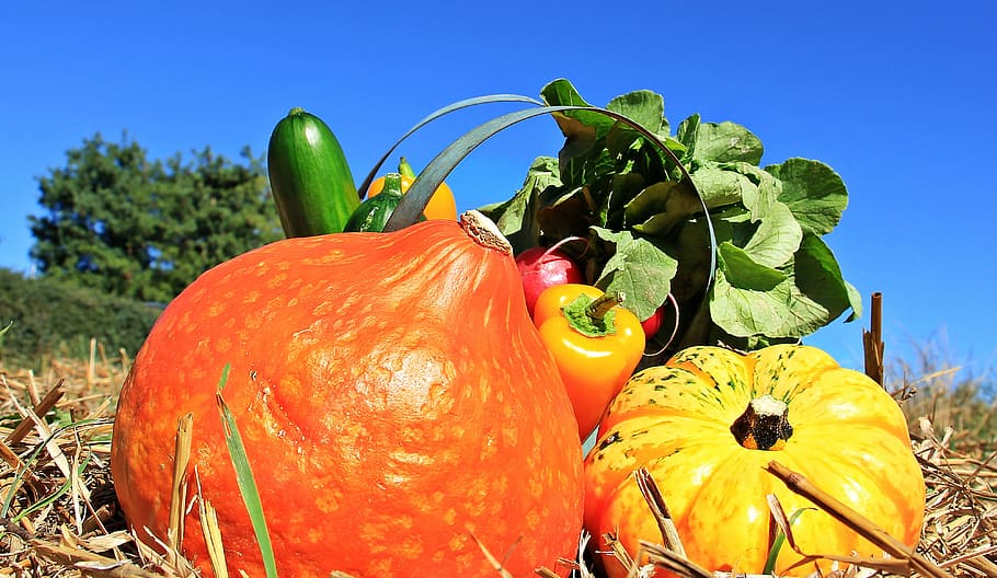 closeup photography of assorted vegetables, thanksgiving, pumpkins, HD wallpaper