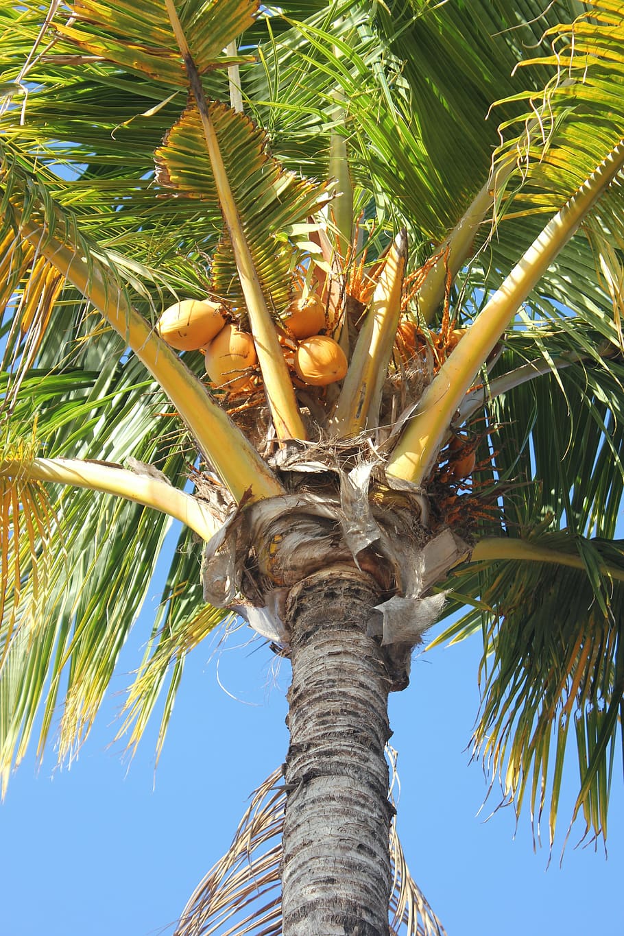 palm, coconut, tree, ile, holiday, low angle view, palm tree HD wallpaper