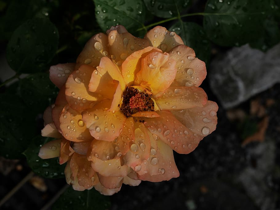 rose, rain, rainstorm, light, yellow, drop of water, drip, wet, HD wallpaper