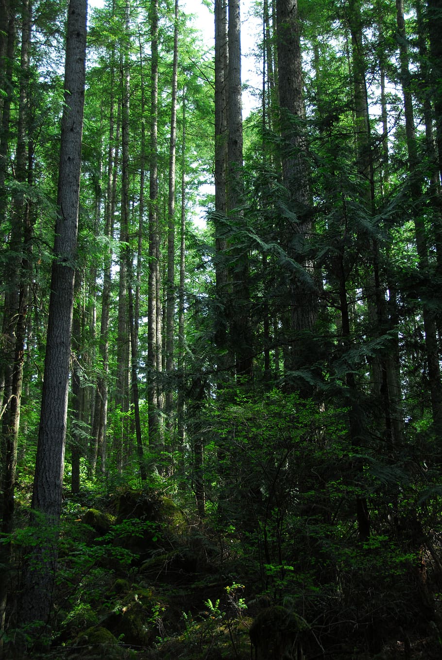 forest, trees, environment, natural, woods, ecology, green HD wallpaper