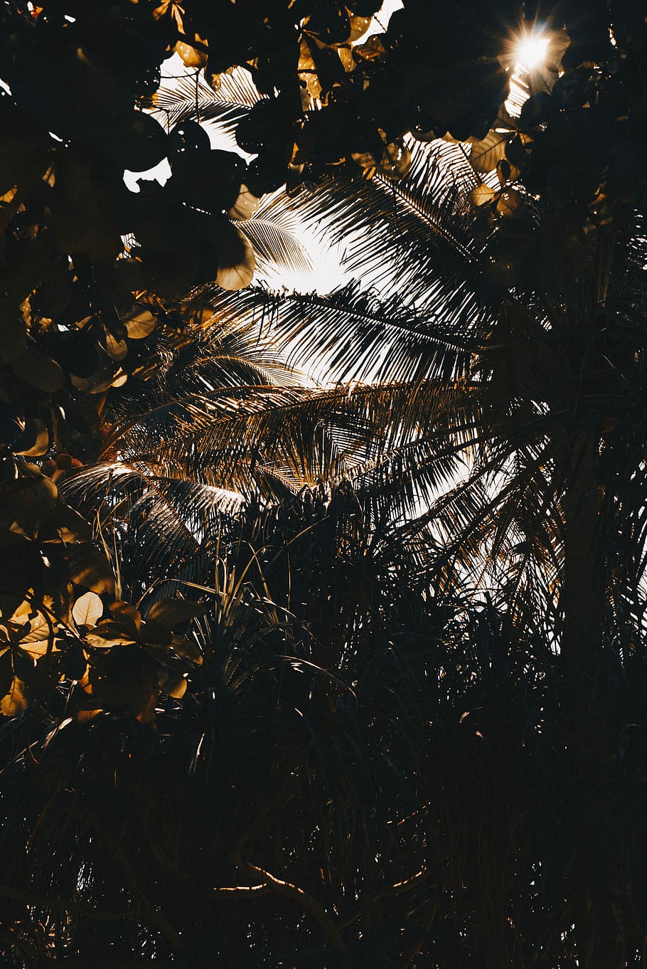 bottom view of palm tree, worm's eye view of green trees under sunlight HD wallpaper