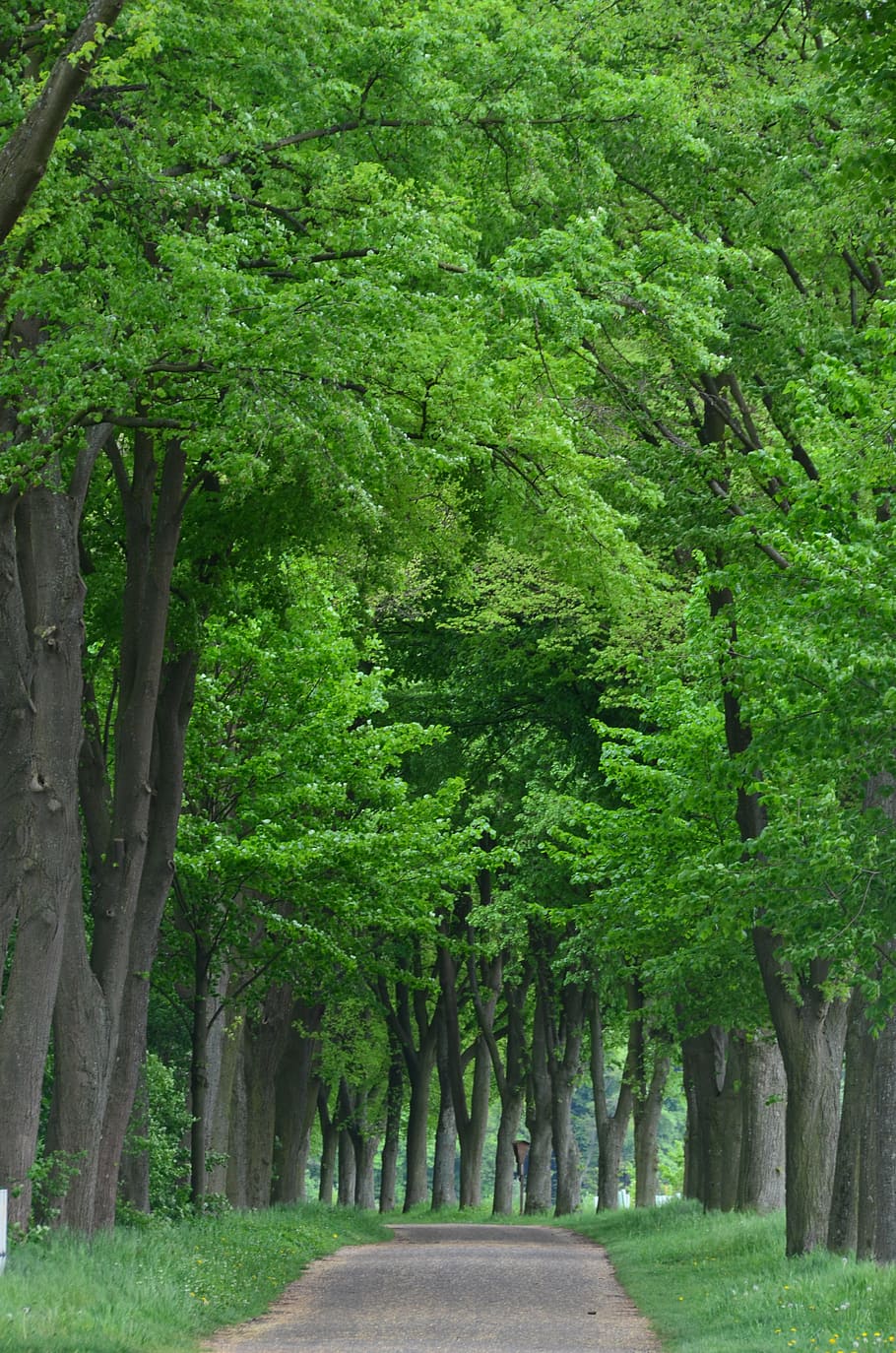 green and brown tress, tree lined avenue, forest, trees, away HD wallpaper