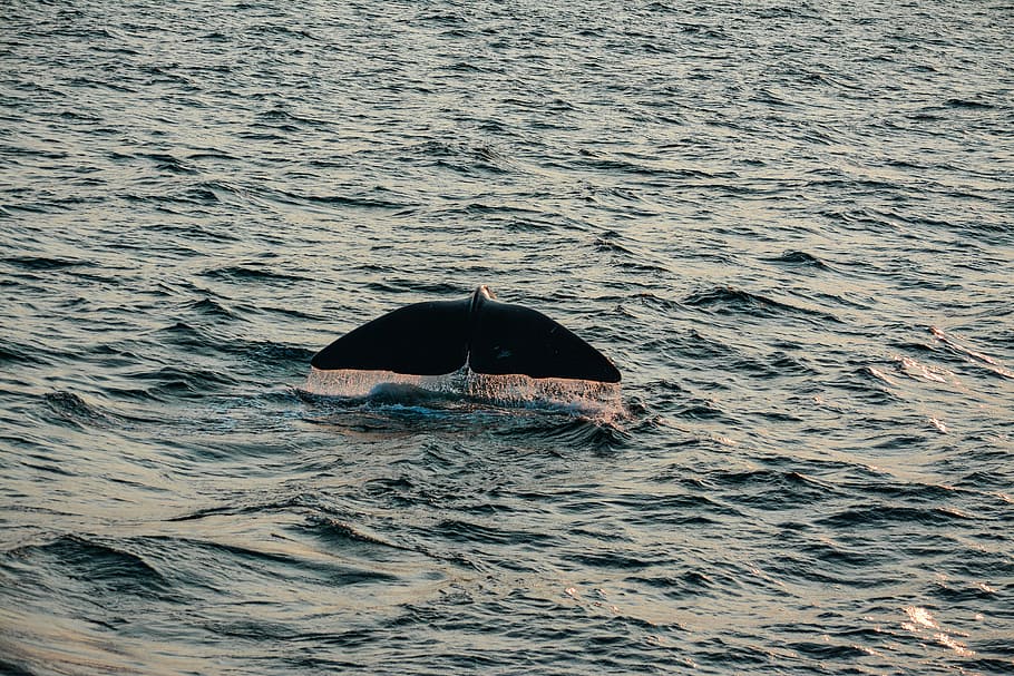 whale swimming on water, black whale tail show above sea, whale watching