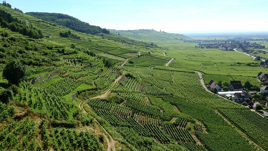 Alsace, France, Vineyard, Grapevine, viticulture, agriculture, HD wallpaper