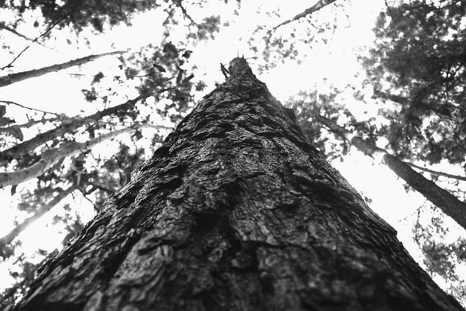 trees, bark, forest, woods, nature, black and white, branch HD wallpaper