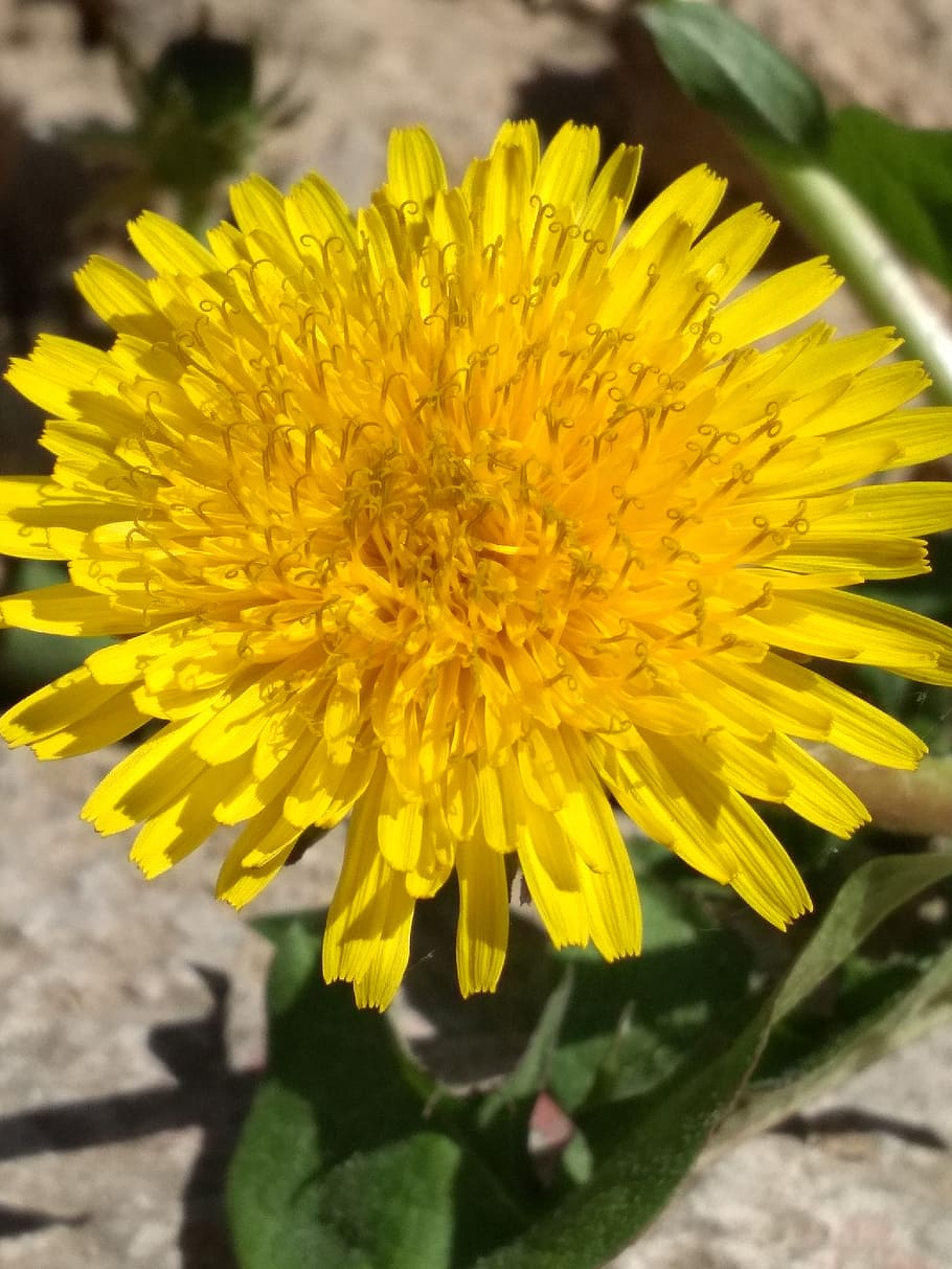 dandelion, yellow, flower, flowering plant, freshness, fragility HD wallpaper
