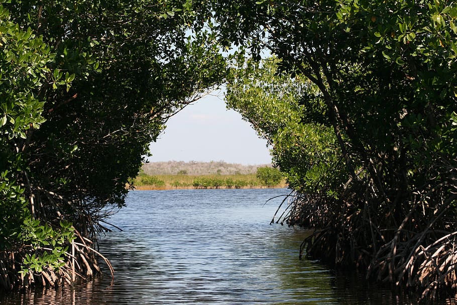 green leaf arch tree over water, everglades, mangroves, bogs, HD wallpaper