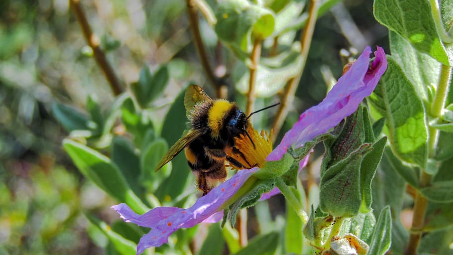 bumblebee, borinot, nature, insect, flower, anthophila, plant HD wallpaper