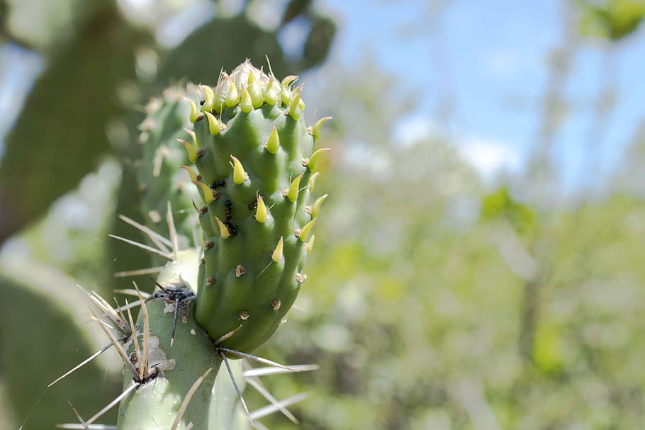 prickly pears, fruit, food, green color, plant, succulent plant HD wallpaper