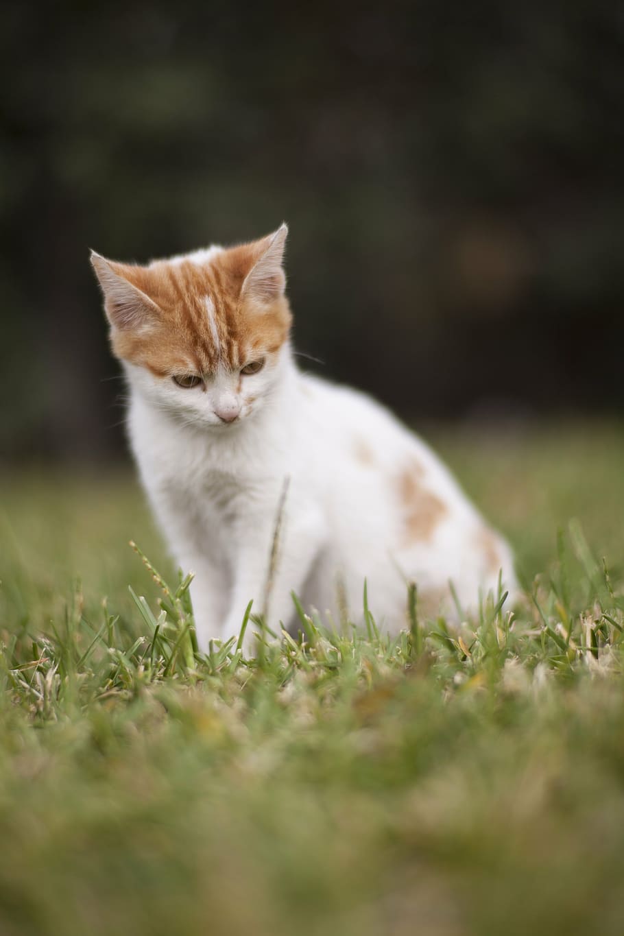 white and orange cat, animal, kitten, cute, pets, animal portrait