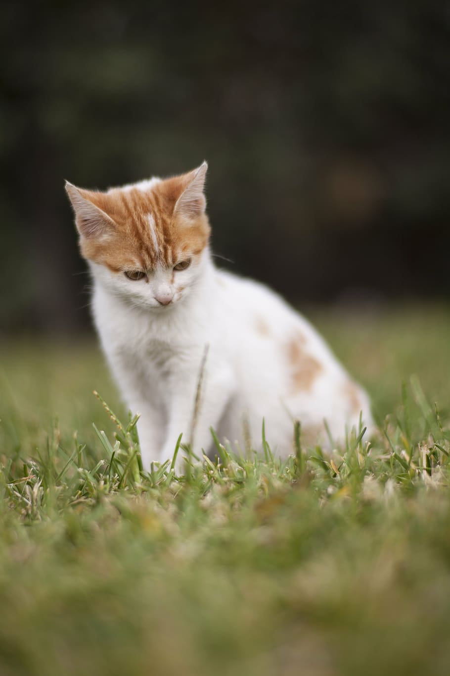 white and orange cat, animal, kitten, cute, pets, animal portrait, HD wallpaper