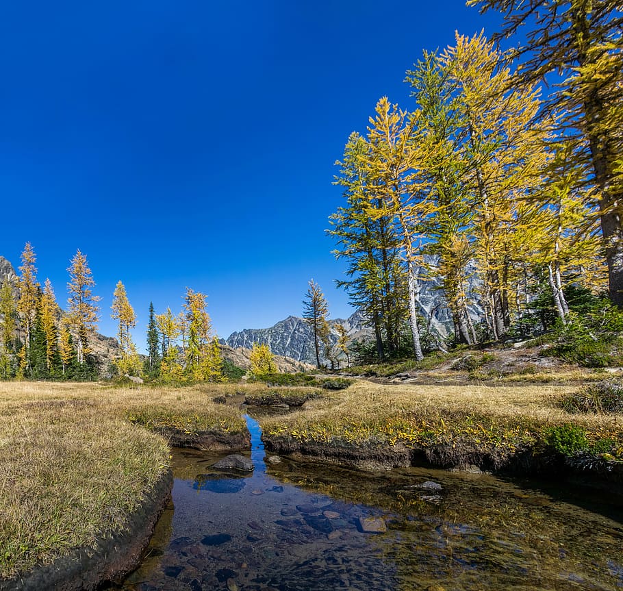 calm stream in between trees under clear blue sky, brook, meadow, HD wallpaper