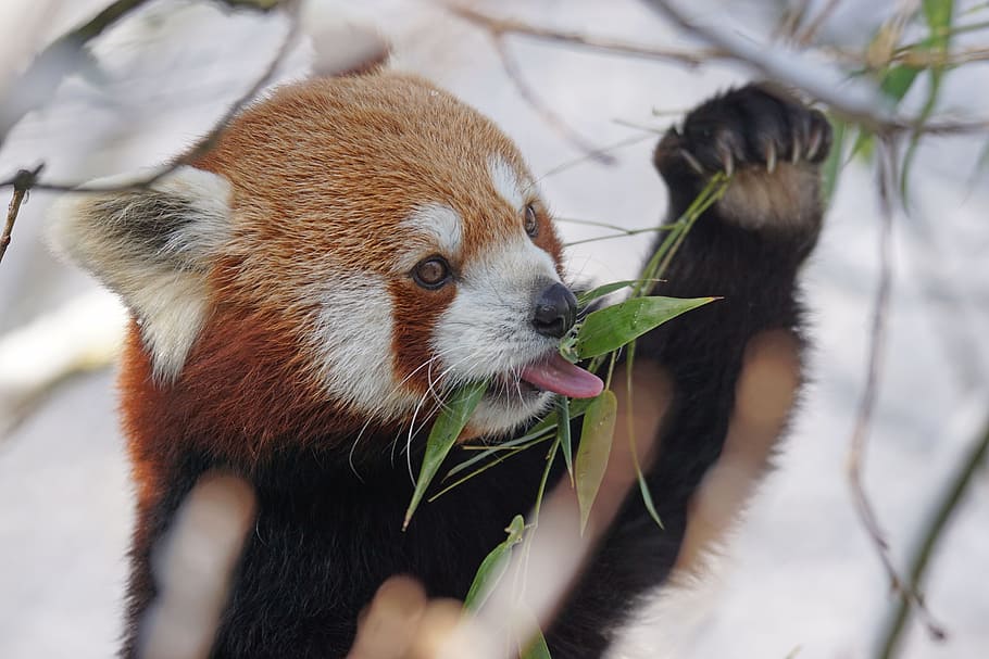 shallow focus photography of red panda, cute, cuddly, winter HD wallpaper