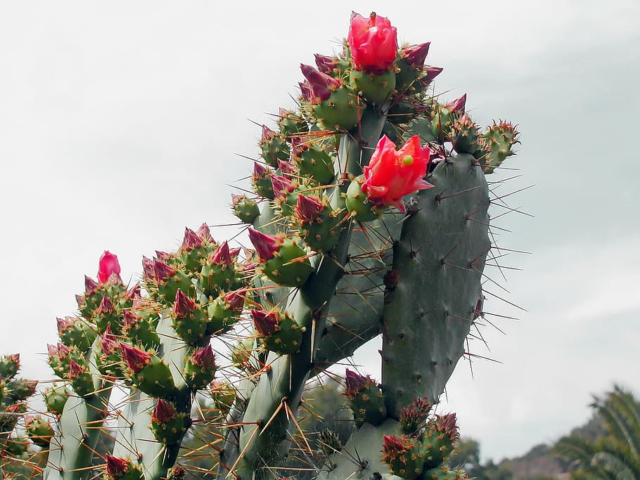 cactus, prickly pear, quills, flowers, red, wild flower, flowering, HD wallpaper