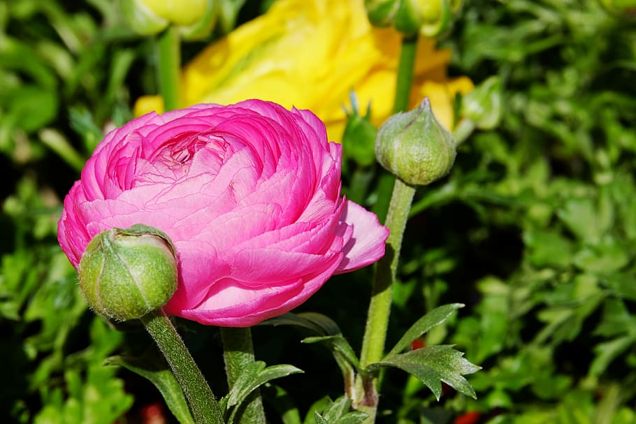 pink ranunculus flower in close-up photography, blossom, bloom HD wallpaper