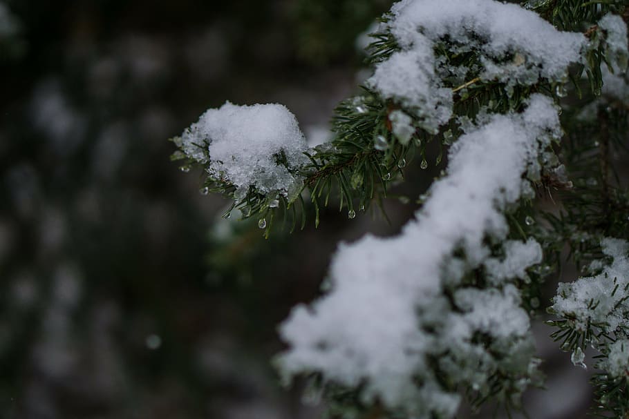 selective focus closeup photo of pine tree with snow, green HD wallpaper