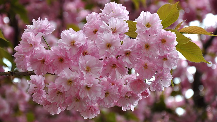 japan cherry, spring, flowering tree, flowering plant, fragility HD wallpaper