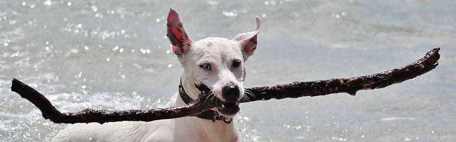 short-coated white dog swimming on river water during daytime close-up photo HD wallpaper
