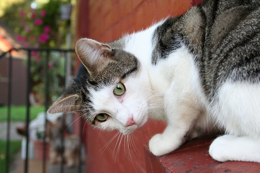 white and black tabby cat on brown concrete wall close-up photo HD wallpaper