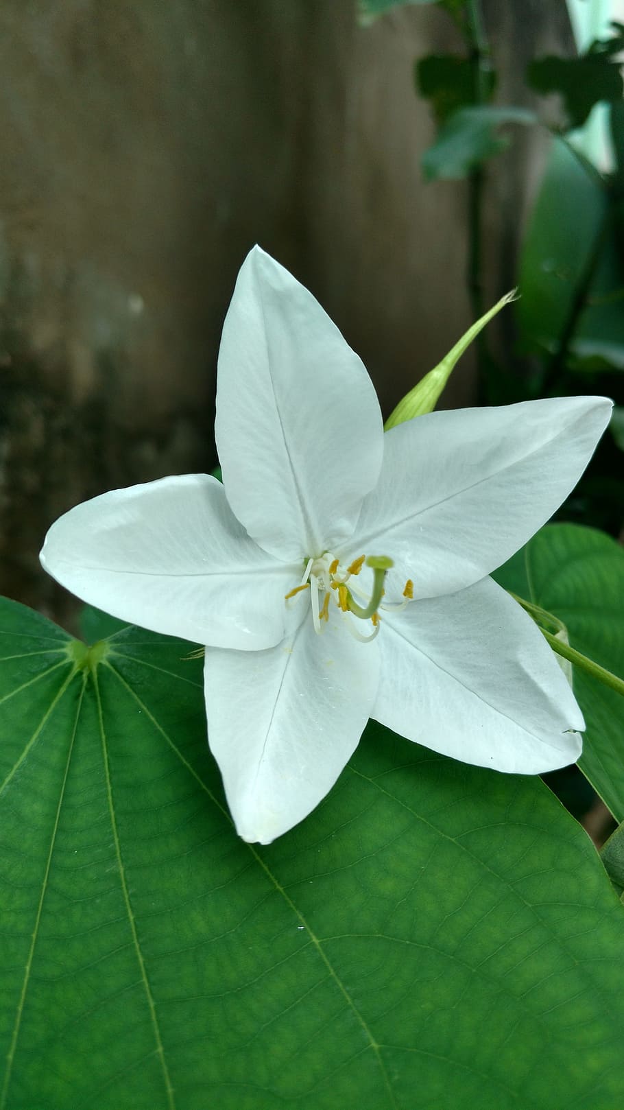 white, star flower, leaf, green, plant, flowering plant, beauty in nature HD wallpaper