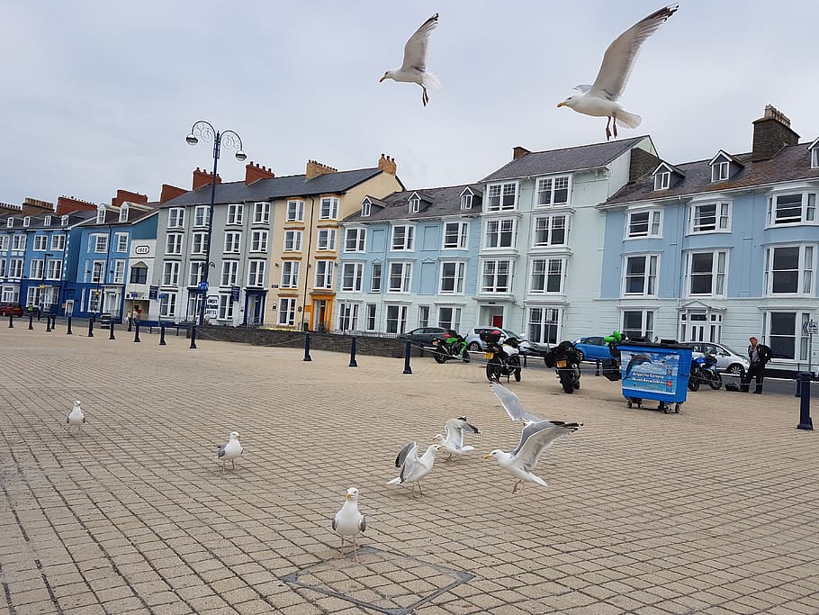 seaside, gull, house, beach, building exterior, architecture HD wallpaper