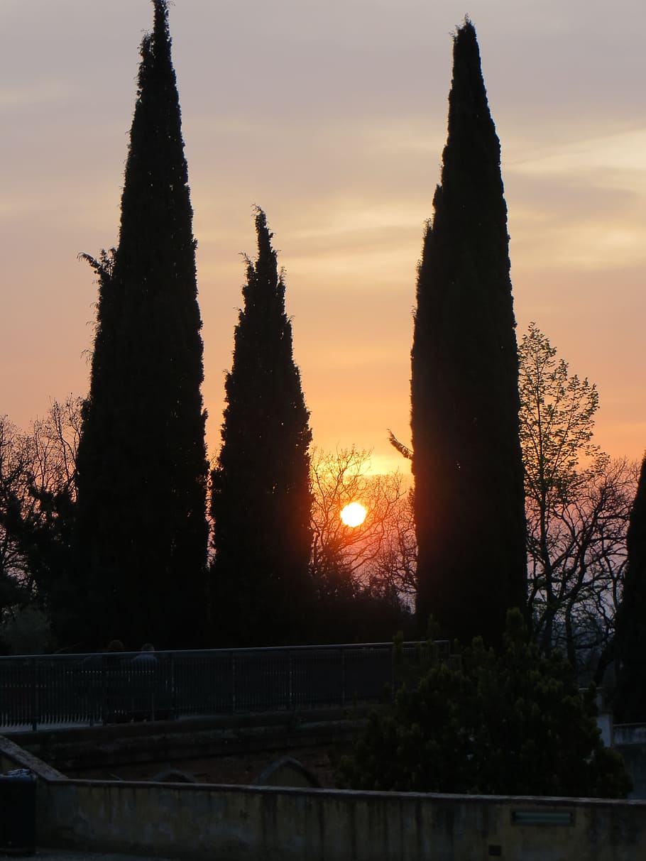 Sunset, Hillside, View, Florence, Italy, tree, no people, silhouette HD wallpaper